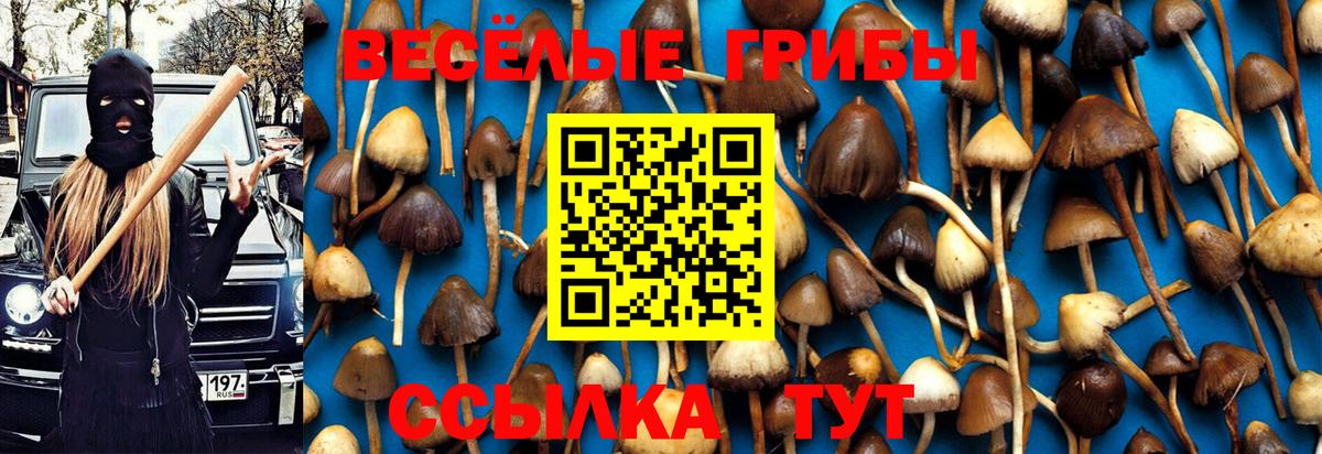 закладки  Вход с VPN  Волоколамск  Псилоцибиновые грибы GOLDEN TEACHER 